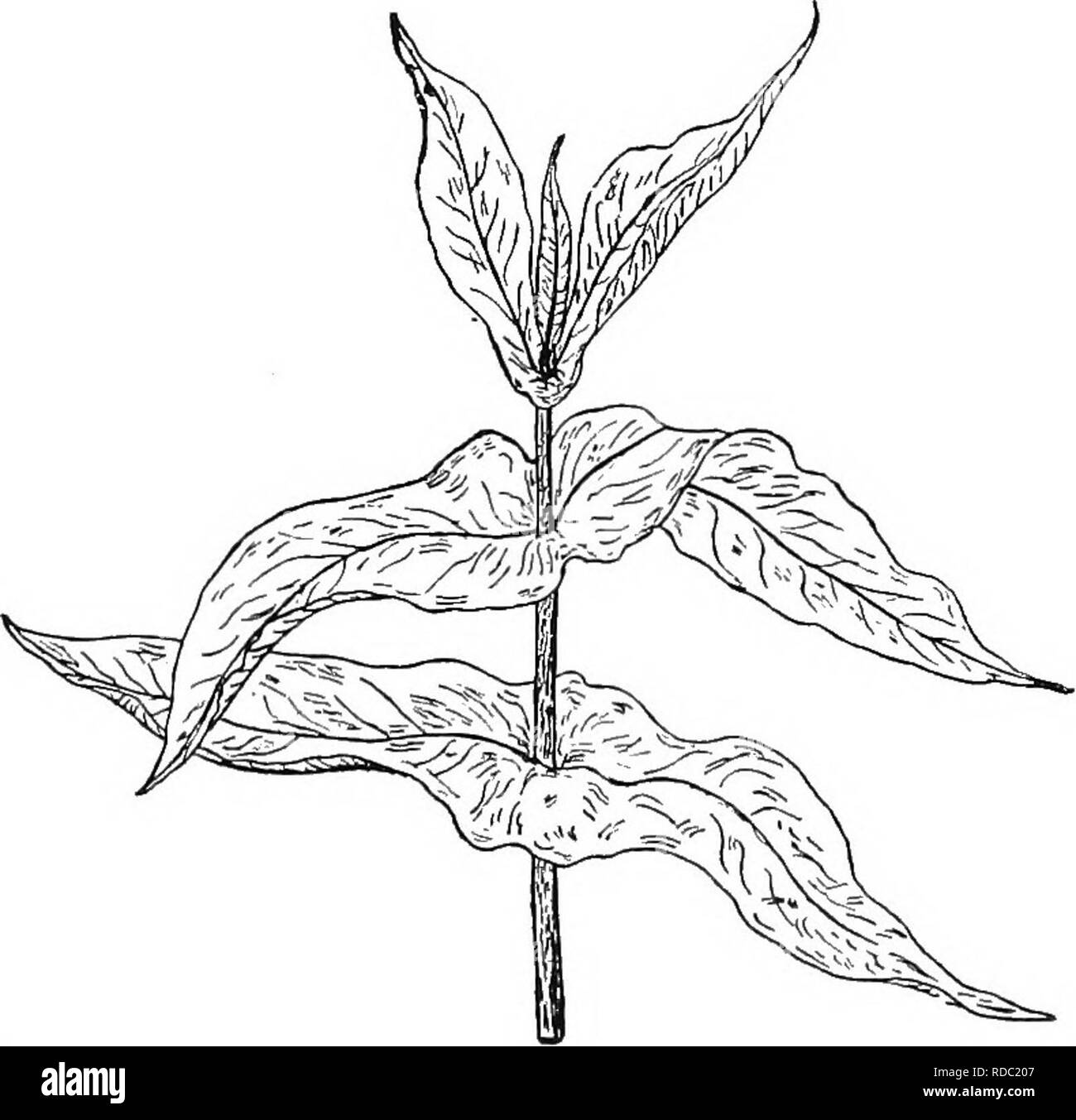 . Botany for agricultural students . Botany. Fig. 217. — A portion of a Corn plant showing two leaves, a, leaf blade; s, leaf base called leaf sheath; w, auricles; I, ligule or rain guard.. Fig. 218. — Cup Plant {SUphium perfoliatum), a plant with perfoliate leaves.. Please note that these images are extracted from scanned page images that may have been digitally enhanced for readability - coloration and appearance of these illustrations may not perfectly resemble the original work.. Martin, John N. (John Nathan), b. 1875. New York : John Wiley &amp; Sons, Inc. Stock Photo