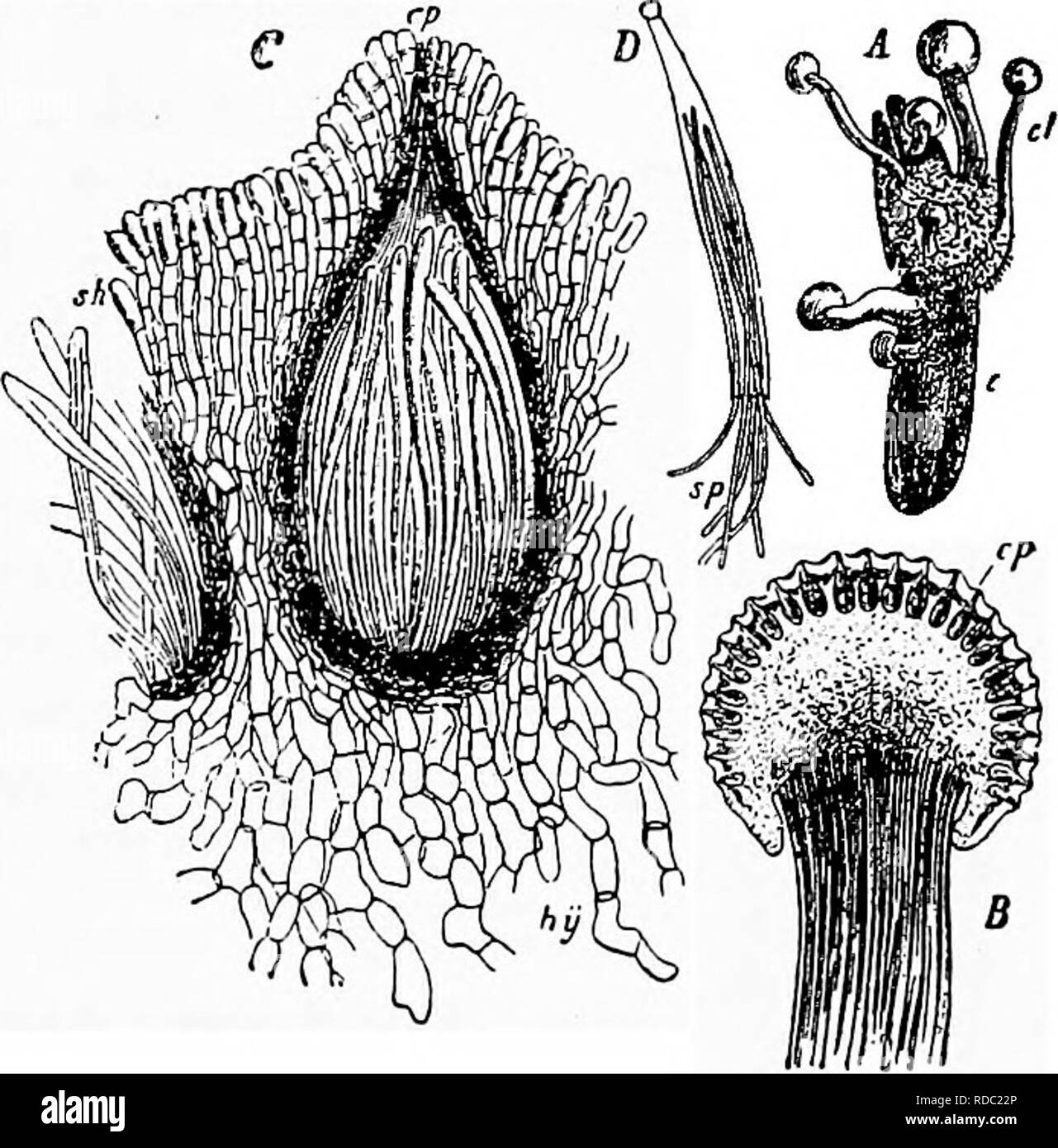 . Diseases of plants induced by cryptogamic parasites : introduction to the study of pathogenic Fungi, slime-Fungi, bacteria, &amp; Algae . Plant diseases; Parasitic plants; Fungi. CLAVICEPS. 193 conidiophores. A very sweet fluid, the so-called &quot;houey-dew,&quot; is separated from the sphacelia; this attracts insects, which carry the conidia to other flowers. Since the conidia are capable of immediate germination, and give rise to a mycelium which penetrates through the outer coat of the ovary, the disease can be quickly disseminated during the flowering season of the grasses. After the fo Stock Photo