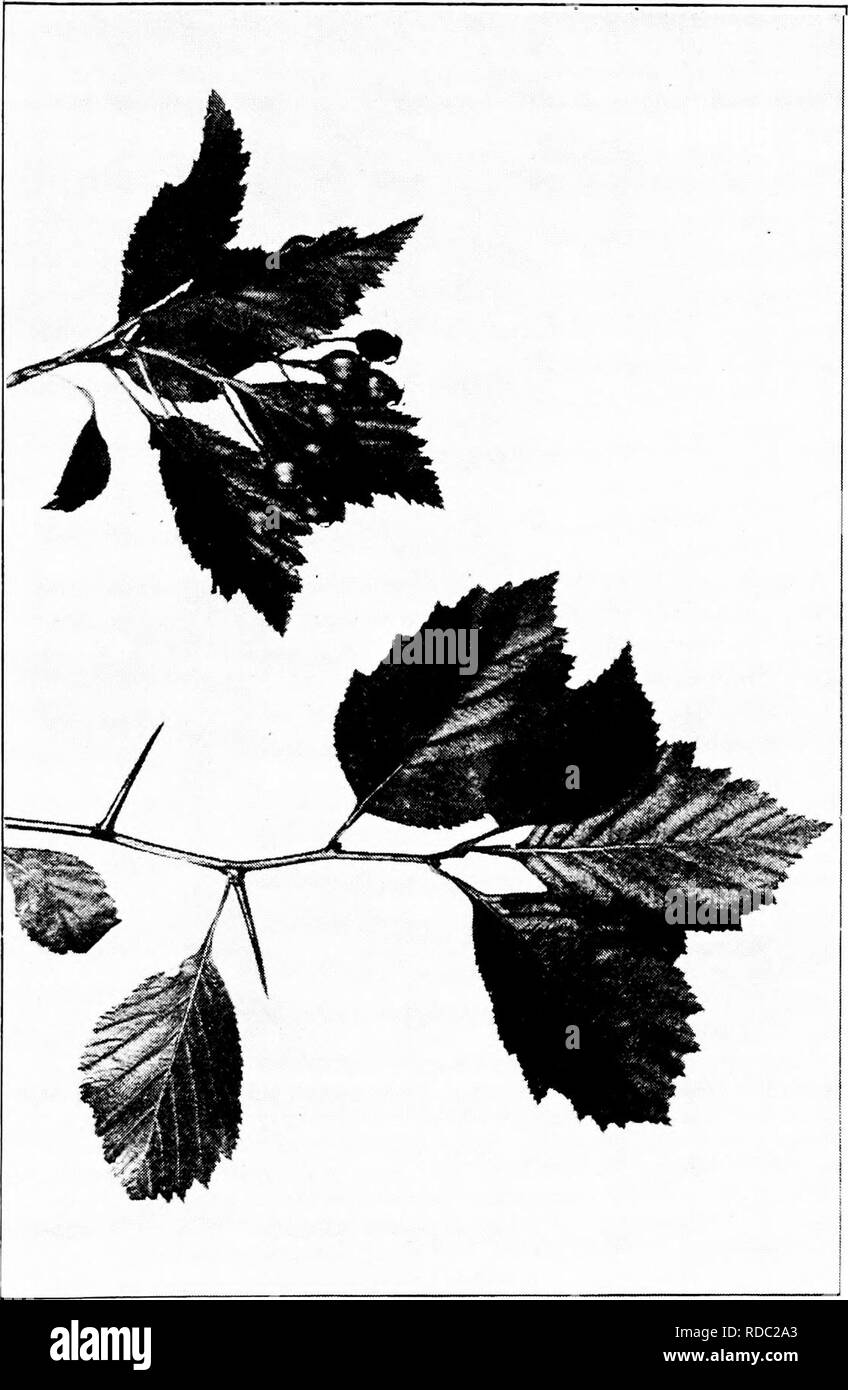 . Our native trees and how to identify them : a popular study of their habits and their peculiarities . Trees. SLACK THORN. Sprays of Black Thorn, Cratc^giis tomentosa. Leaves z' to 5' long.. Please note that these images are extracted from scanned page images that may have been digitally enhanced for readability - coloration and appearance of these illustrations may not perfectly resemble the original work.. Keeler, Harriet L. (Harriet Louise), 1846-1921. New York : C. Scribner's Sons Stock Photo
