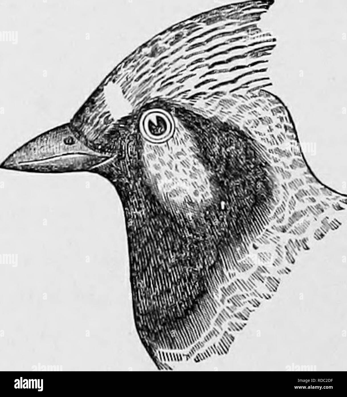Key To North American Birds Containing A Concise Account Of Every Species Of Living And Fossil Bird At Present Known From The Continent North Of The Mexican And United States Boundary