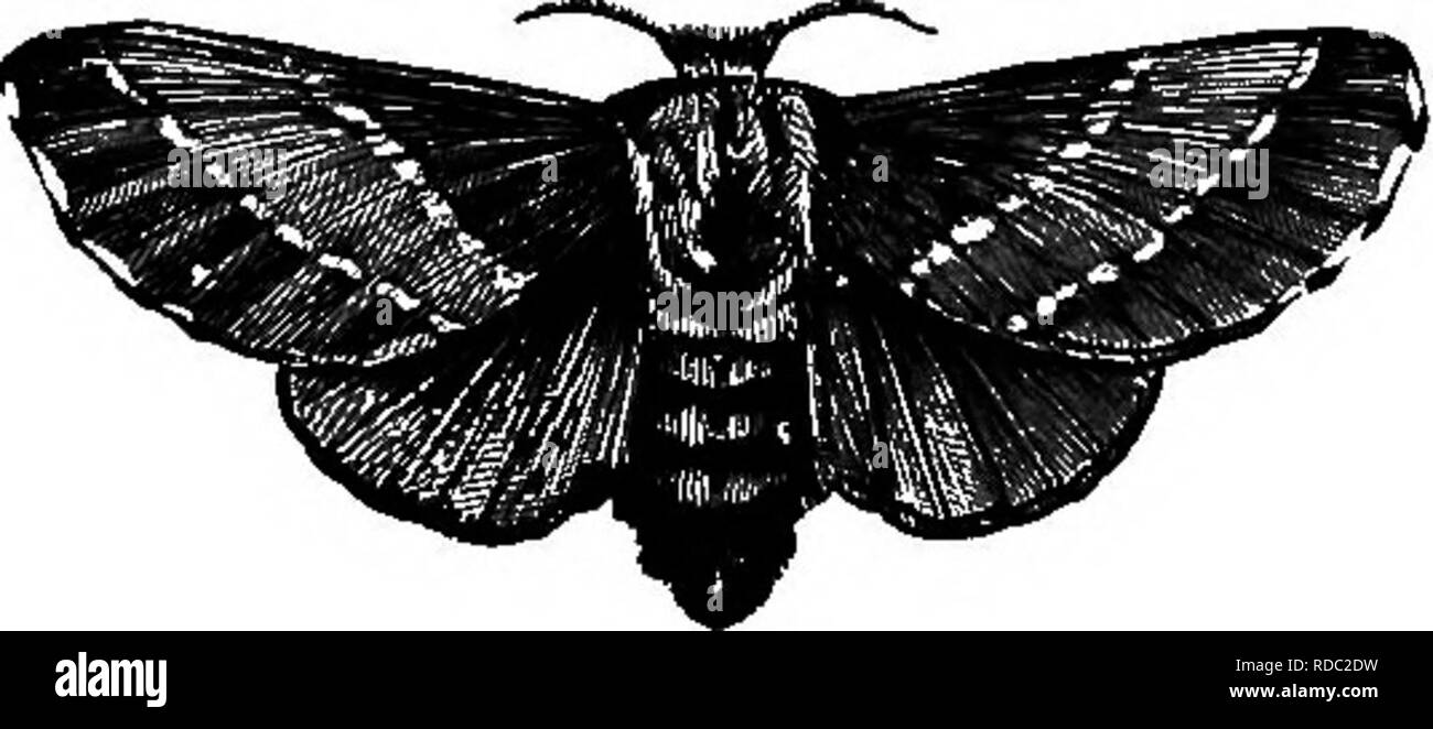 Caterpillar Feeds On Black And White Stock Photos Images Alamy