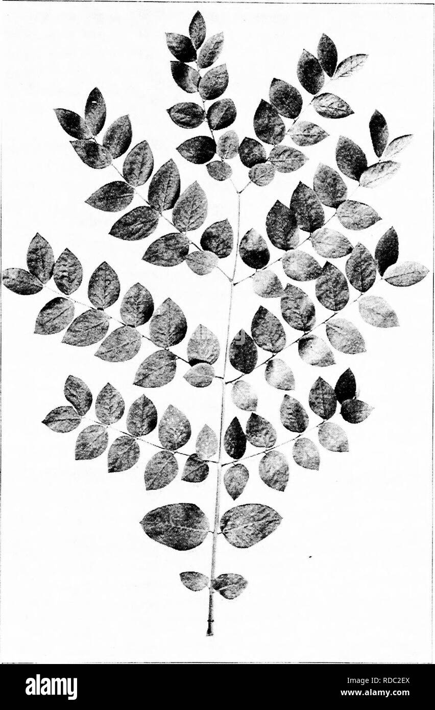 . Our native trees and how to identify them a popular study of their habits and their