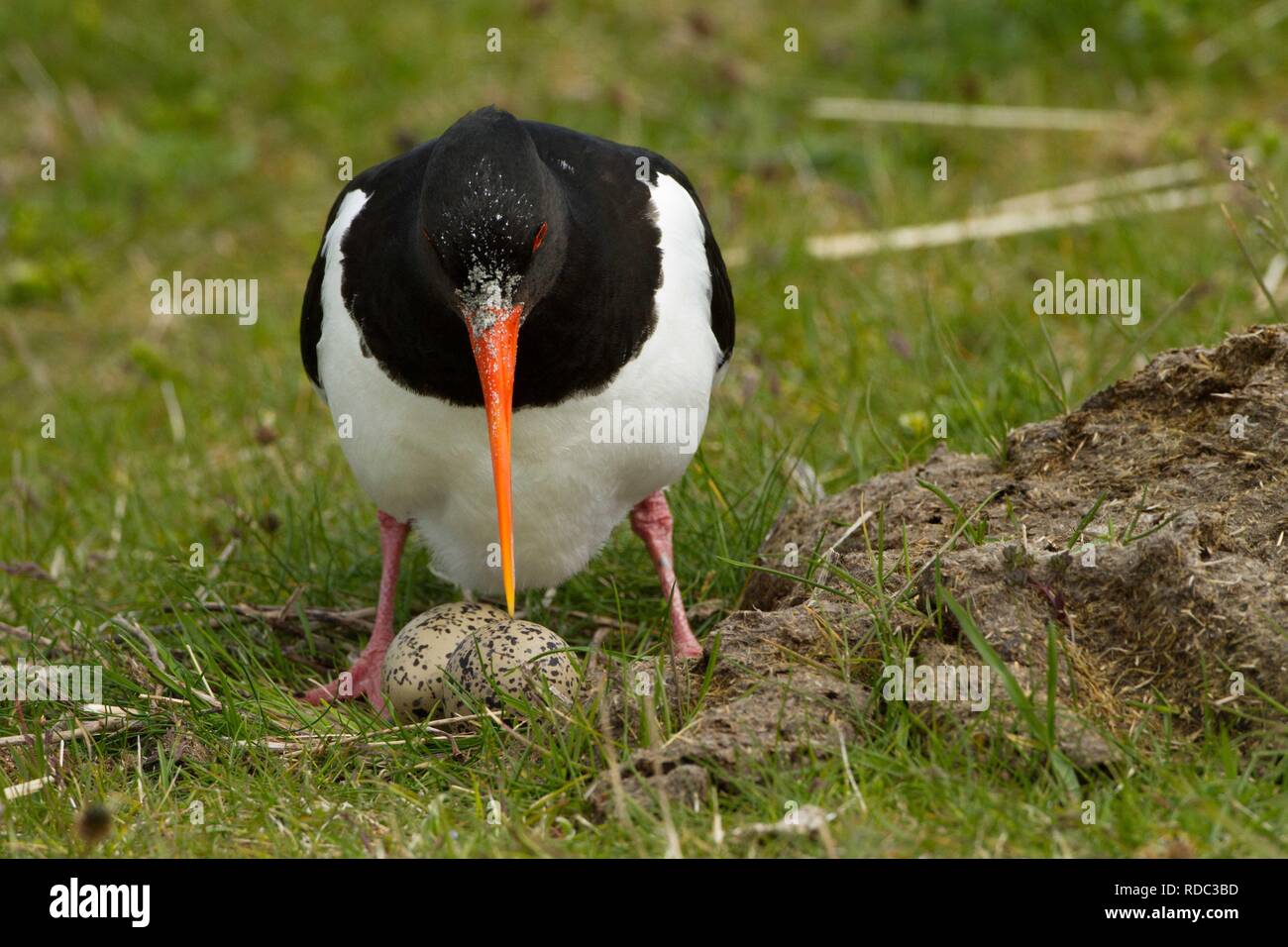 Oystercatcher ( Haematopus ostralaegus) settling down on eggs in in
