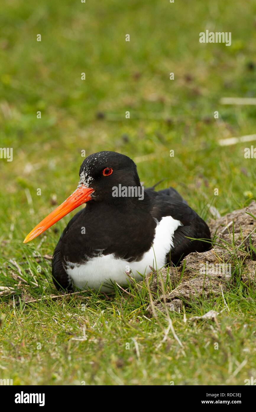 Oystercatcher ( Haematopus ostralaegus) settling down on eggs in in