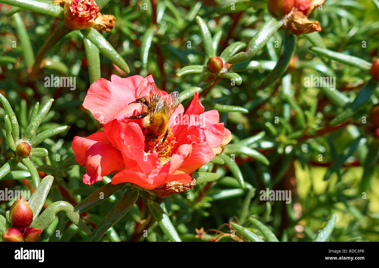 Bee Crawling bee crawling in a rose Stock Photo - Alamy