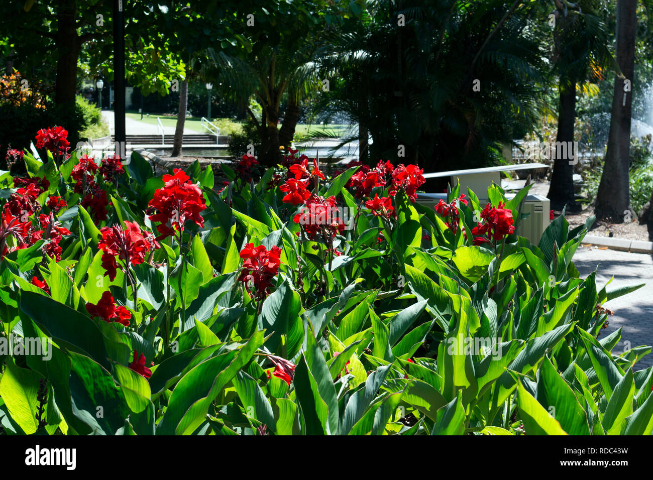 Canna lilies in City Botanic Gardens, Brisbane, Queensland, Australia Stock Photo