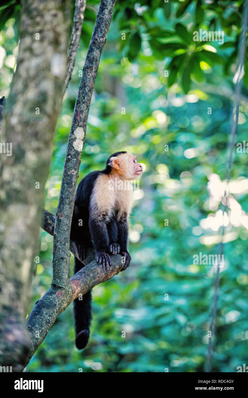 cute spider monkey animal in wildlife outdoor sitting on tree branch