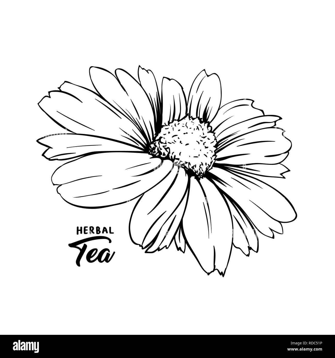 Chamomile hand drawn vector illustration. Floral ink pen engraved sketch. Black and white clipart. Realistic Daisy Flower freehand drawing. Isolated monochrome design element. Sketched outline Stock Vector
