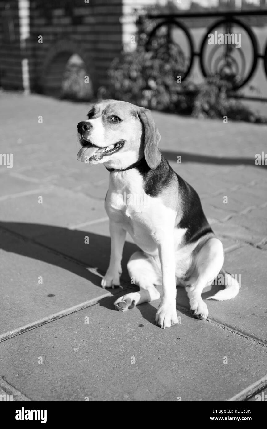 Puppy protection Black and White Stock Photos & Images - Page 2