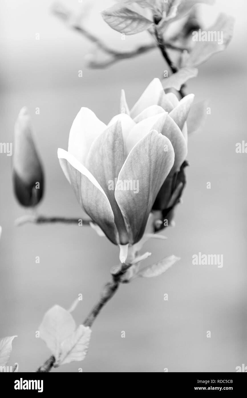 Luck, health, life force concept. Blossom of purple magnolia on tree