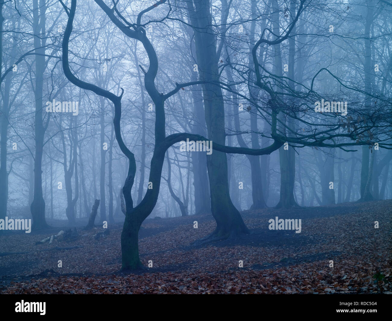 A misty winter view of Storeton Woods on the Wirral Peninsula. Stock Photo