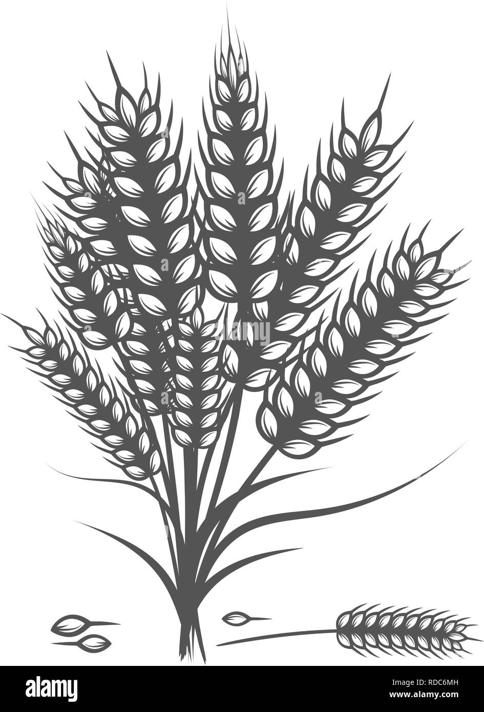 Wheat bread ears cereal crop sketch hand drawn vector illustration ...