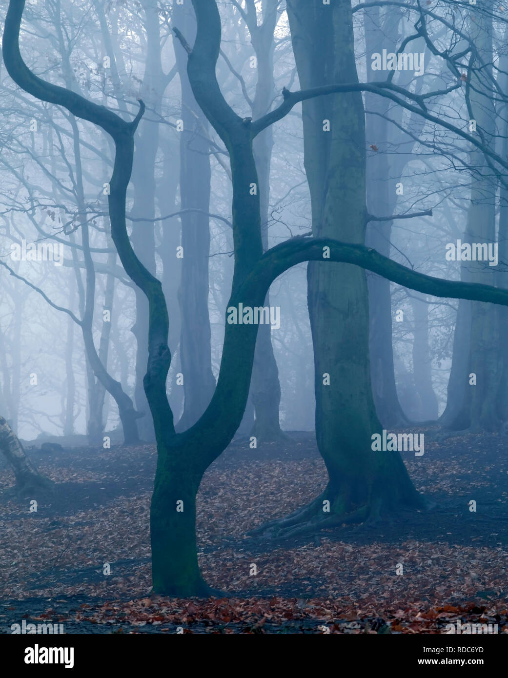 A misty winter view of Storeton Woods on the Wirral Peninsula. Stock Photo