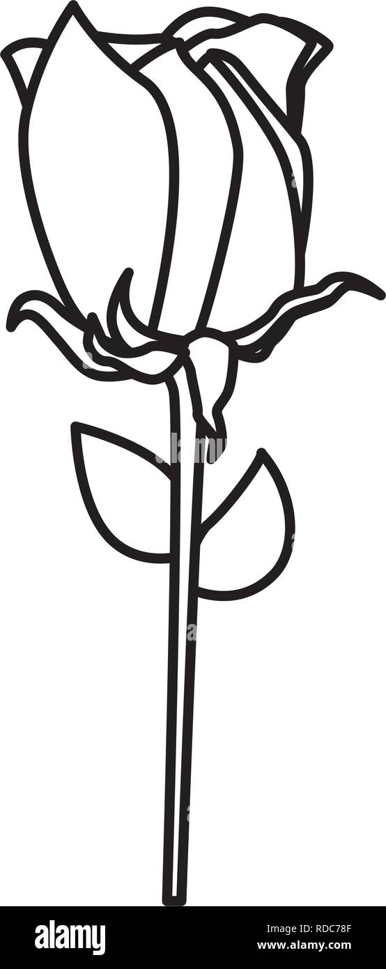 beautiful rose flower decorative icon Stock Vector Image & Art - Alamy