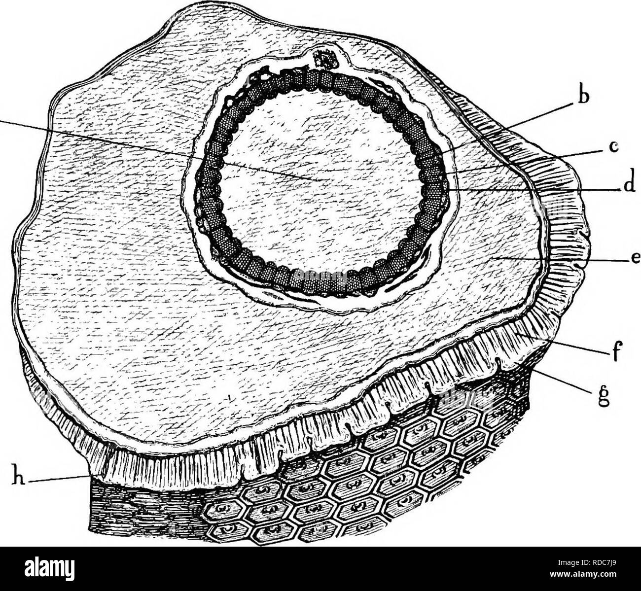 . Studies in fossil botany . Paleobotany. 2l6 STUDIES IN FOSSIL BOTANY the convex side towards the pith. The small, spiral tracheides are placed on the outer, slightly concave, side of each bundle. The rest of the primary xylem- elements, which are irregularly arranged, and increase. Fig. 89.—Sigillaria Menardi (Clathraria type). Brongniart's original specimen, show- ing transverse section and part of surface with leaf-scars, a, pith (perished) ; b, primary wood, forming many distinct bundles ; c, secondary wood ; d, phloem-zone ; e, middle cortex (perished) ; /, periderm ; g, leaf-base ; k, f Stock Photo