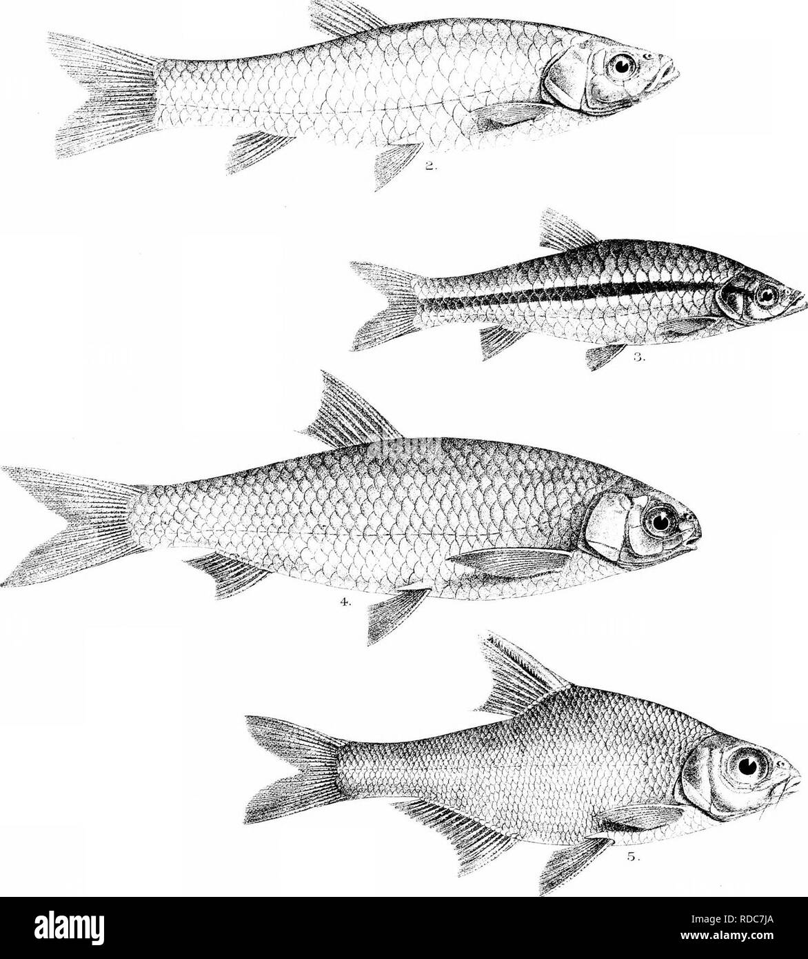 . The fishes of India; being a natural history of the fishes known to inhabit the seas and fresh waters of India, Burma, and Ceylon. Fishes. C Achilles dj ..I. hLh Mint&gt;imtro3 imp. l.RASBORA ELANGA. 2. R DANICONIUS. 3. R. NEILGHERRIENSIS(V'r;,. 4, ASPIDOPARTA MORAR. 5,R0HTEE KEILLI.. Please note that these images are extracted from scanned page images that may have been digitally enhanced for readability - coloration and appearance of these illustrations may not perfectly resemble the original work.. Day, Francis, 1829-1889. London, B. Quaritch Stock Photo