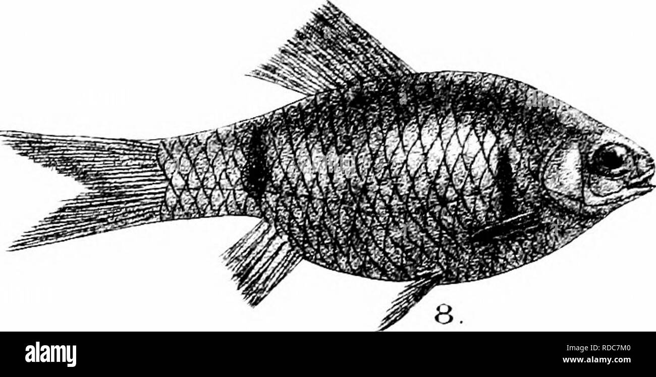 . The fishes of India; being a natural history of the fishes known to inhabit the seas and fresh waters of India, Burma, and Ceylon. Fishes. ru-ivdd. /.'intern Bros imp. 1. BARBUS COSUATIS. 2. B.VITTATUS. 3. B TERIO. 4. B. WAAGENI. 6. B. NIGROrASCIATUS. 7. B TICTO. 8. B. STOLICZKANUS. PUnCTATUE. Please note that these images are extracted from scanned page images that may have been digitally enhanced for readability - coloration and appearance of these illustrations may not perfectly resemble the original work.. Day, Francis, 1829-1889. London, B. Quaritch Stock Photo