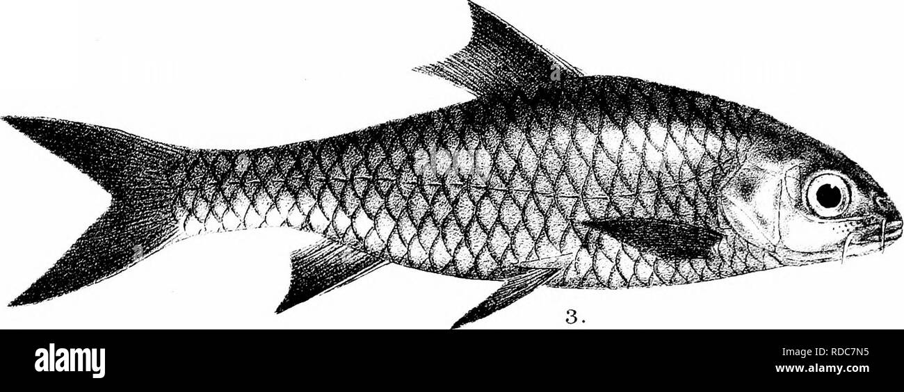. The fishes of India; being a natural history of the fishes known to inhabit the seas and fresh waters of India, Burma, and Ceylon. Fishes. F. Day del. 1, BARBUS MELANOSTIGMA. 2, B. DENISONII. 3,B.DUKAI. 4-, B. SOPHORE. 5,B. PUCKELLI. 6, B. CHRYSOPTERUS. 7, B. CONCHONIUS, Minteni Bros imp.. Please note that these images are extracted from scanned page images that may have been digitally enhanced for readability - coloration and appearance of these illustrations may not perfectly resemble the original work.. Day, Francis, 1829-1889. London, B. Quaritch Stock Photo