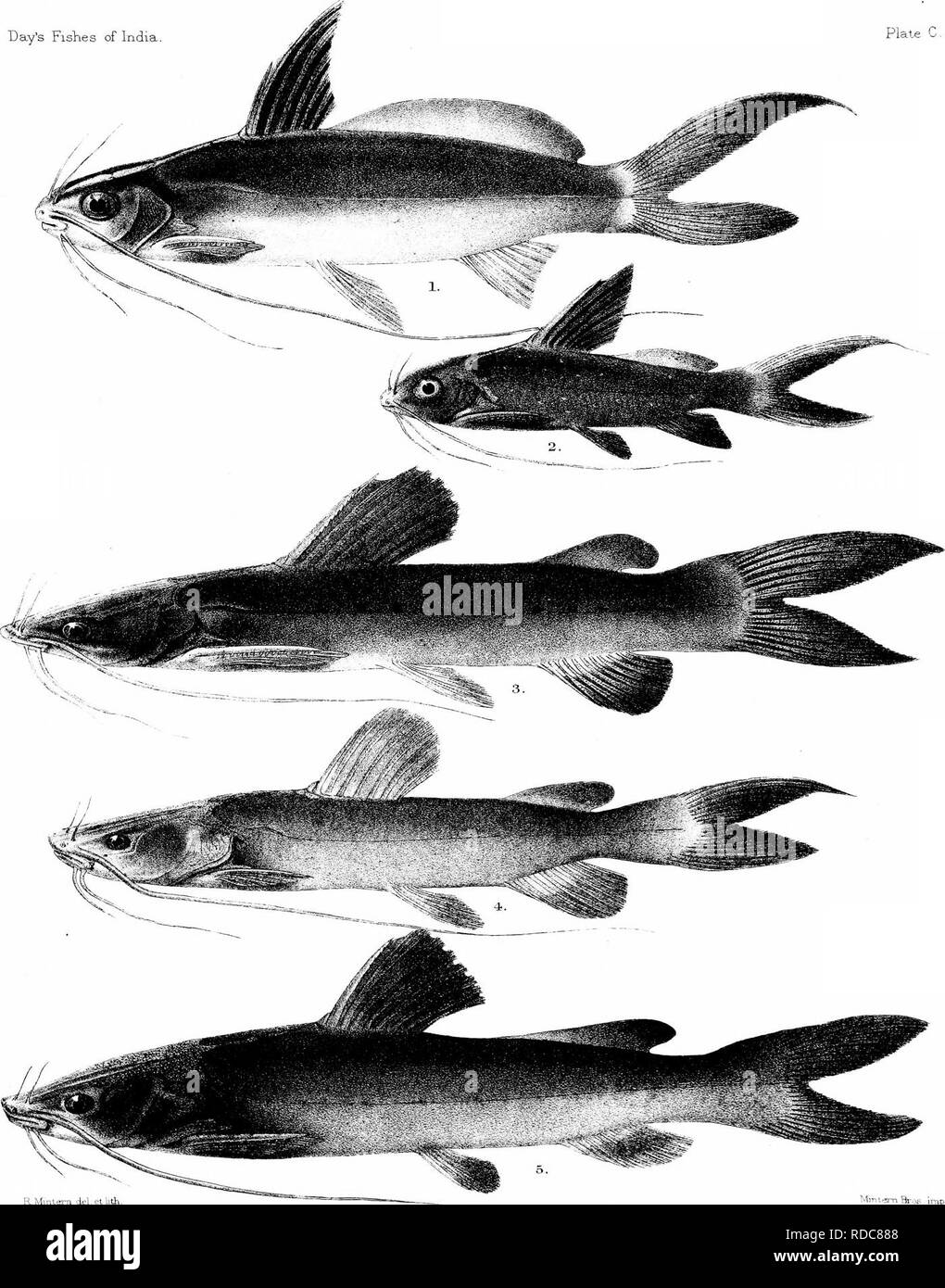 . The fishes of India; being a natural history of the fishes known to inhabit the seas and fresh waters of India, Burma, and Ceylon. Fishes. Day's Fislies of India Plate C.. R Mmtem del et llth- 1, MACRONES CAVASIUS. 2 ,M, LEUCOPHASIS. 3 , M. PUNCTATUS. -i.M. MICROPHTHALMUS. Mmtem Bros. imp. M CORSULA.. Please note that these images are extracted from scanned page images that may have been digitally enhanced for readability - coloration and appearance of these illustrations may not perfectly resemble the original work.. Day, Francis, 1829-1889. London, B. Quaritch Stock Photo