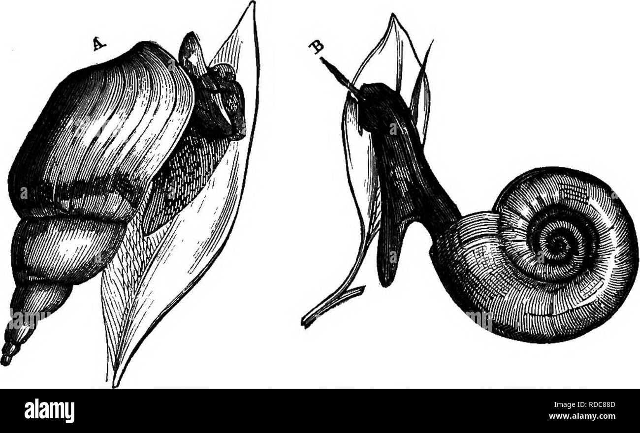 Studies in animal life . Zoology; Nature study. STUDIES IN ANIMAL LIFE. 53 ceive several small leeches, and flat oval Plana- rice, wHte and brown; and here also is a jelly- Studies in animal life . Zoology; Nature study. STUDIES IN ANIMAL LIFE. 53 ceive several small leeches, and flat oval Plana- rice, wHte and brown; and here also is a jelly-