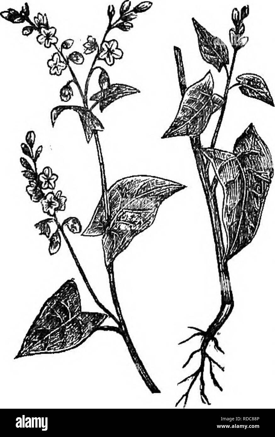 . The grasses of Tennessee; including cereals and forage plants. Grasses; Forage plants; Grain. 330 CEKEALS. CHAPTEE XXII. BTTCKWHEAT—DHOUEO COEN. BUCKWHEAT—(Polygonum fagopyrum.) This is one species of a -weed comprising many varieties. It has al- ternate, entire leaves, having stipules in the form of scarious or membranous sheaths at strongly marked, usually tu- mid joints of the stem; leaves triangu- lar-heart-shaped inclining to halberd- shaped or arrow-shaped on long petioles; sheaths half cylindrical; flowers white, or nearly so, in corymbose panicles; stamens 8, with as many honey-beari Stock Photo