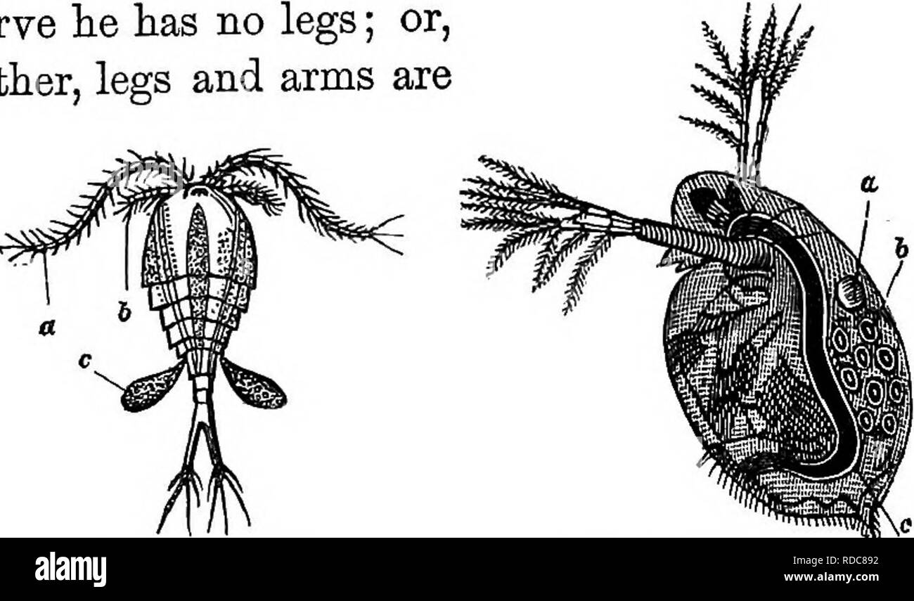 Studies in animal life . Zoology; Nature study. M STUDIES IN ANIMAL LIFE.  serve he has no legs; or, rather, legs and arms are. Fig. 8 CloLOPS. 0}  large antennse; &,