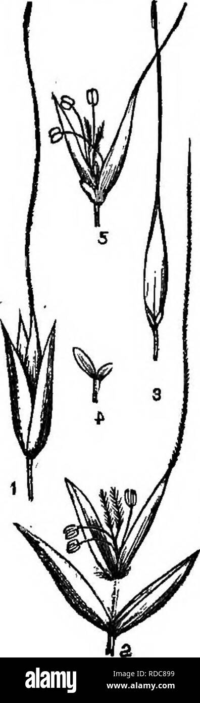 . The grasses of Tennessee; including cereals and forage plants. Grasses; Forage plants; Grain. Boutelona. BOUTELOUA, Lagasca.--(-MusM Grass.) Spikelets crowded and closely sessile in two rows on one side of a flattened rhaehis, comprising one perfect flower below and one or more sterile or rudi- mentary flowers. Glumes convex keel- ed, the lower one shorter. Perfect flow- . er with the 3-nerved lower palet 8- 1 toothed, or cleft at the apex,- the 2-nerv- ed upper palet 2-toothed; the teeth, at least of the former, pointed or subulate-, awned. Stamens 3, anthers orange col- ored or red. A port Stock Photo