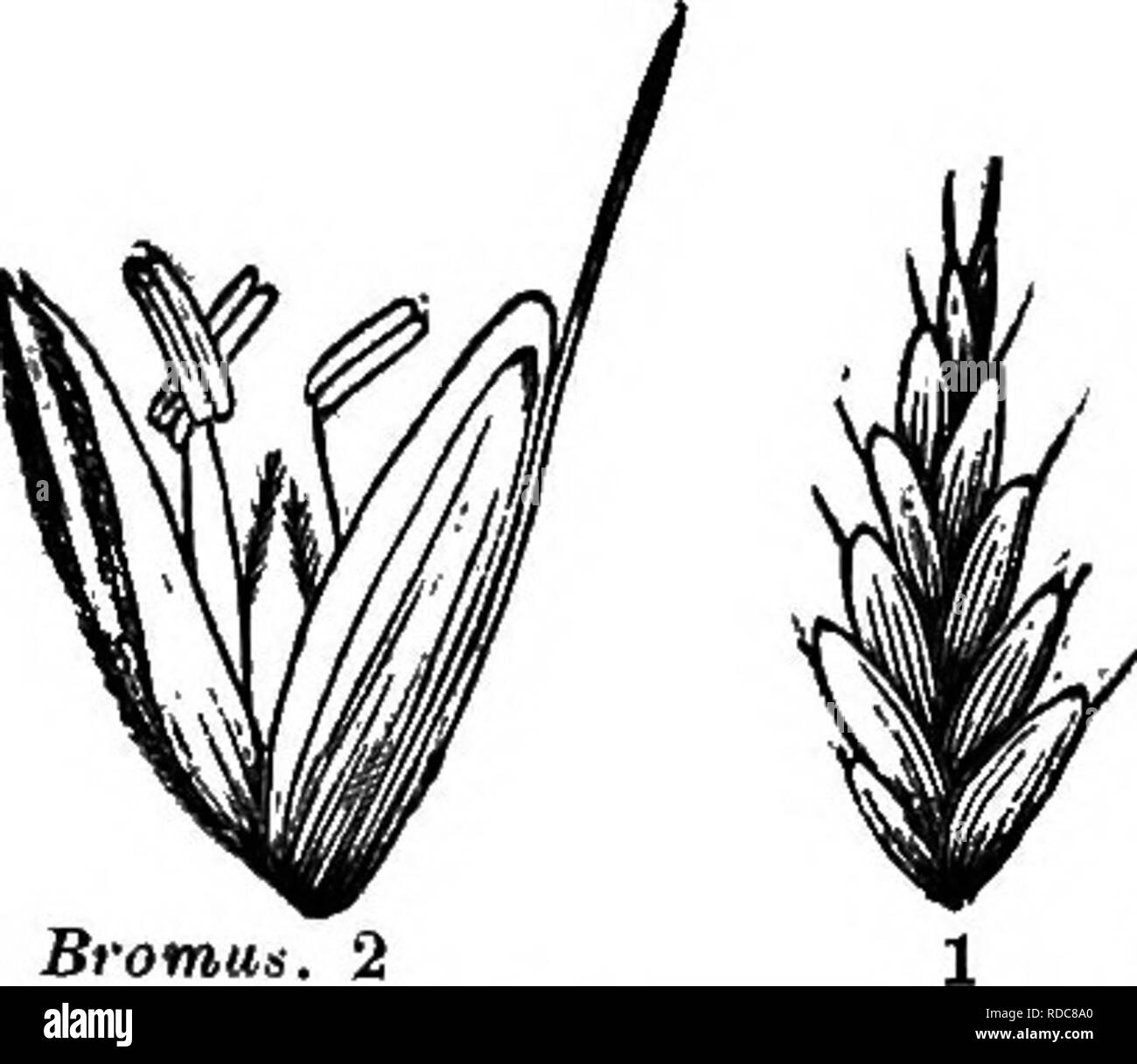 . The grasses of Tennessee; including cereals and forage plants. Grasses; Forage plants; Grain. IN TENNESSEE. 227 CHAPTER XIX. Bromus—Festuca—Poa—Eragrostis—Eatonia—Dl- ARRHENA—ElEUSINE—MeLIGA—GlV CERIA—GYMNO- pogon—Aristida—Stipa—Cynodon—Bouteloua— MtJHLENBERGIA — SPOROBULUS — VlLFA — ClNNA Agrostis—Bromtjs—Zizania—Leersia. BROMUS Ii.—{Brome Grass.) A spikelet of Bromus Secalimus, (1); a separate flower enlarged, (2). Spikelets 5, many flowered, panicled, glumes unequal, membranaceous, the lower 1-5, the upper 3-9 nerved, lower palet either convex on the back or compressed, keeled, 5-9 nerved Stock Photo