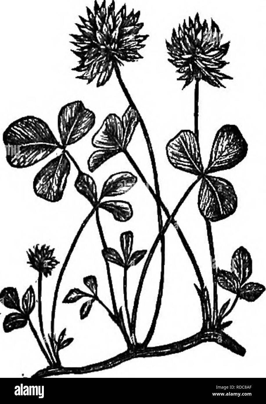 . The grasses of Tennessee; including cereals and forage plants. Grasses; Forage plants; Grain. 208 THE GRASSES OF TENNESSEE.. It is to the pasture what red clover is to the meadow, and is a suitable food not only for cattle and horses, but for hogs. They thrive amazingly on it. After the first flowering it salivates horses, but it has no such effect on cattle or sheep. As a honey-producing flower, the White Clover is not surpassed by any plant, the florets, some years, being almost full of syrup. It varies very much in different years, sometimes almost disappearing, then again, another year,  Stock Photo