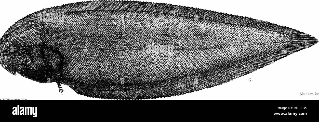 . The fishes of India; being a natural history of the fishes known to inhabit the seas and fresh waters of India, Burma, and Ceylon. Fishes. FDay dd RMIntcrn lit! Miriter-n ijros iiTp . 1 CrfMOLUTKS PRiETEXTATUS. 4., SOLEA ELONGATA. CALLYODON VIMDESCENS. 3, GITHARICHTHVS AUREUt 5, CYNOGLOSSUf. ELONGATUS. 6, C. blWDENoIb. Please note that these images are extracted from scanned page images that may have been digitally enhanced for readability - coloration and appearance of these illustrations may not perfectly resemble the original work.. Day, Francis, 1829-1889. London, B. Quaritch Stock Photo