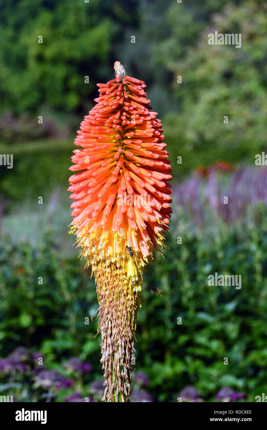 Red hot poker plant uses Red hot poker plant uses