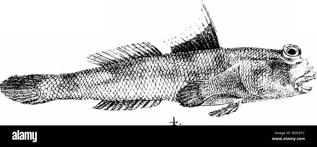 . The fishes of India; being a natural history of the fishes known to inhabit the seas and fresh waters of India, Burma, and Ceylon. Fishes. (.&quot;. HJ'ora del R Mimern lilli Mint Pros unp I.GOBIUS GIURIS 2 APOCm-PTES SERPERASTER 3, A BATOIDES. 5 , BOLEOPHTHALMUS VIRIDIS . 4 FERIOFHTHALlvnJ? S CHLO S SEPT.. Please note that these images are extracted from scanned page images that may have been digitally enhanced for readability - coloration and appearance of these illustrations may not perfectly resemble the original work.. Day, Francis, 1829-1889. London, B. Quaritch Stock Photo