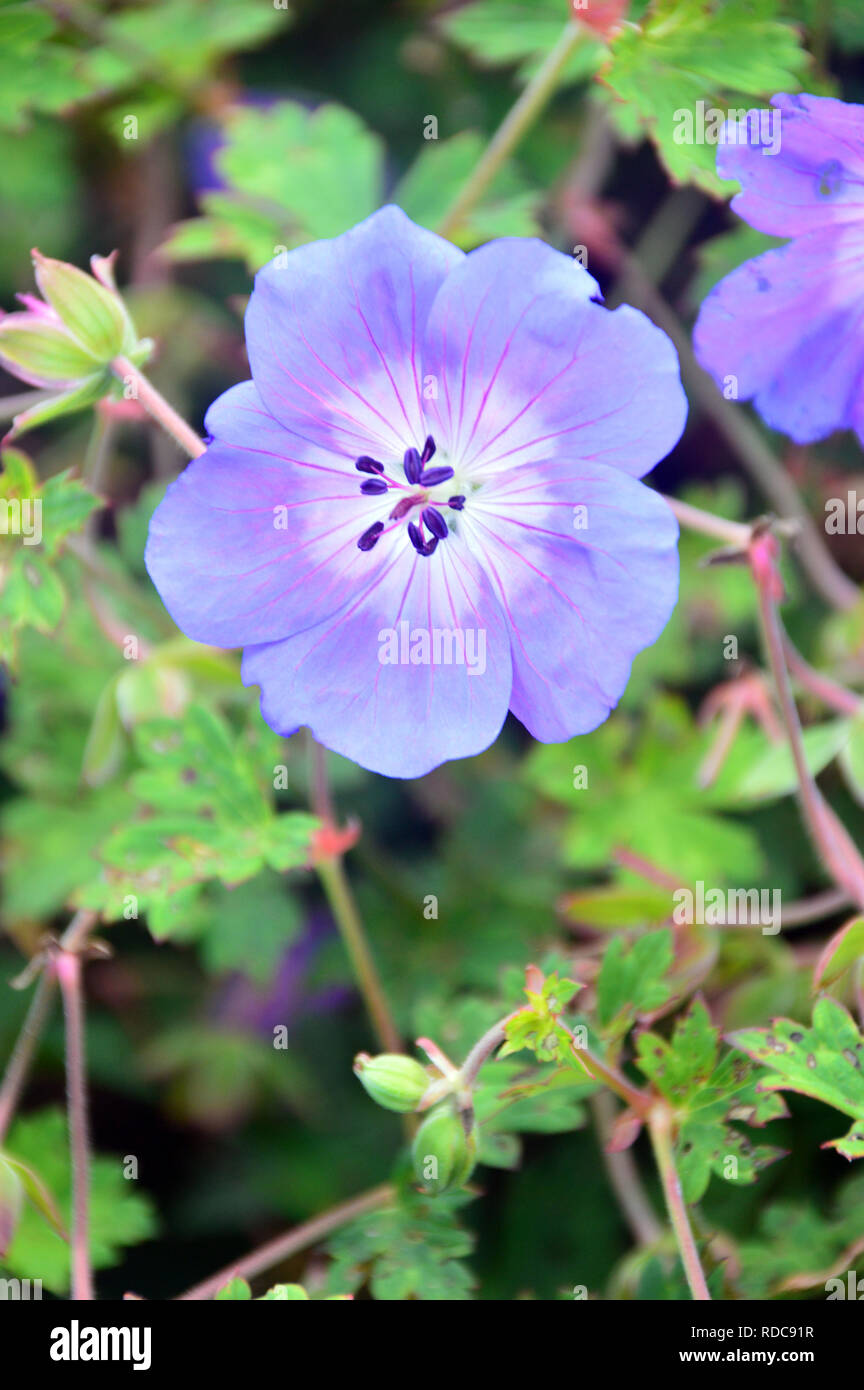 A Single Light Blue Cranesbill Geranium Rozanne 'Gerwat' grown in the ...