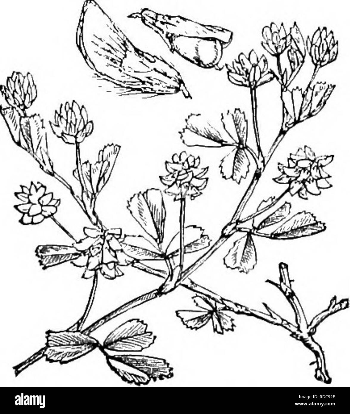 . A manual of veterinary hygiene. Veterinary hygiene. Crimson Clover (Fream). Fig. 70.—Yellow Suckling Glover (Fream). Tebfoil, Yellow Clovee, oe Hop Teefoil, Medicago lupulina (Fig. 71). — This is not much appreciated for feeding purposes, though in a mixture of other clovers and grasses it is a good fodder plant. LucEENE, M. sativa (Fig. 72), is an excellent fodder plant, which from the fact of its sending down deep roots is capable of withstanding drought. Under the influence of irrigation in hot climates it yields abundantly, and in temperate climates without irrigation three or four cutti Stock Photo