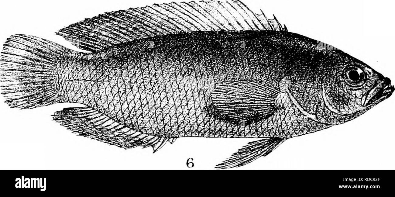 . The fishes of India; being a natural history of the fishes known to inhabit the seas and fresh waters of India, Burma, and Ceylon. Fishes. G.HI'ord del RMmtern lith Mintem Bros imi 1, PERCIS PUNCTATA 2. P, PULCHELLA, 6, OPISTIiOGNATHUS RO SENBERGIl. 3, SILLAGO DOMnIA, 4. S, MAOULAIA 6, PSEUDOCHROMIS XANTHOCHIR,. Please note that these images are extracted from scanned page images that may have been digitally enhanced for readability - coloration and appearance of these illustrations may not perfectly resemble the original work.. Day, Francis, 1829-1889. London, B. Quaritch Stock Photo