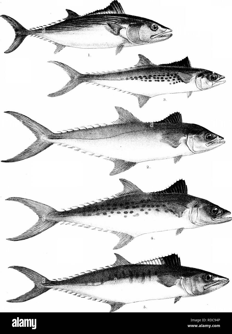 . The fishes of India; being a natural history of the fishes known to inhabit the seas and fresh waters of India, Burma, and Ceylon. Fishes. Day's Fishes of India. Plate U/I,. G-.H.Ford del. R.Mmtem lith. Mmtern Bros - unp l.PELAMYS CHILENSIS. 2,CYBIUM KUIILIL 3, G . INTERRUPTUM. 5, C. GOMMER.SONII, 4., G- GUTTATUM.. Please note that these images are extracted from scanned page images that may have been digitally enhanced for readability - coloration and appearance of these illustrations may not perfectly resemble the original work.. Day, Francis, 1829-1889. London, B. Quaritch Stock Photo