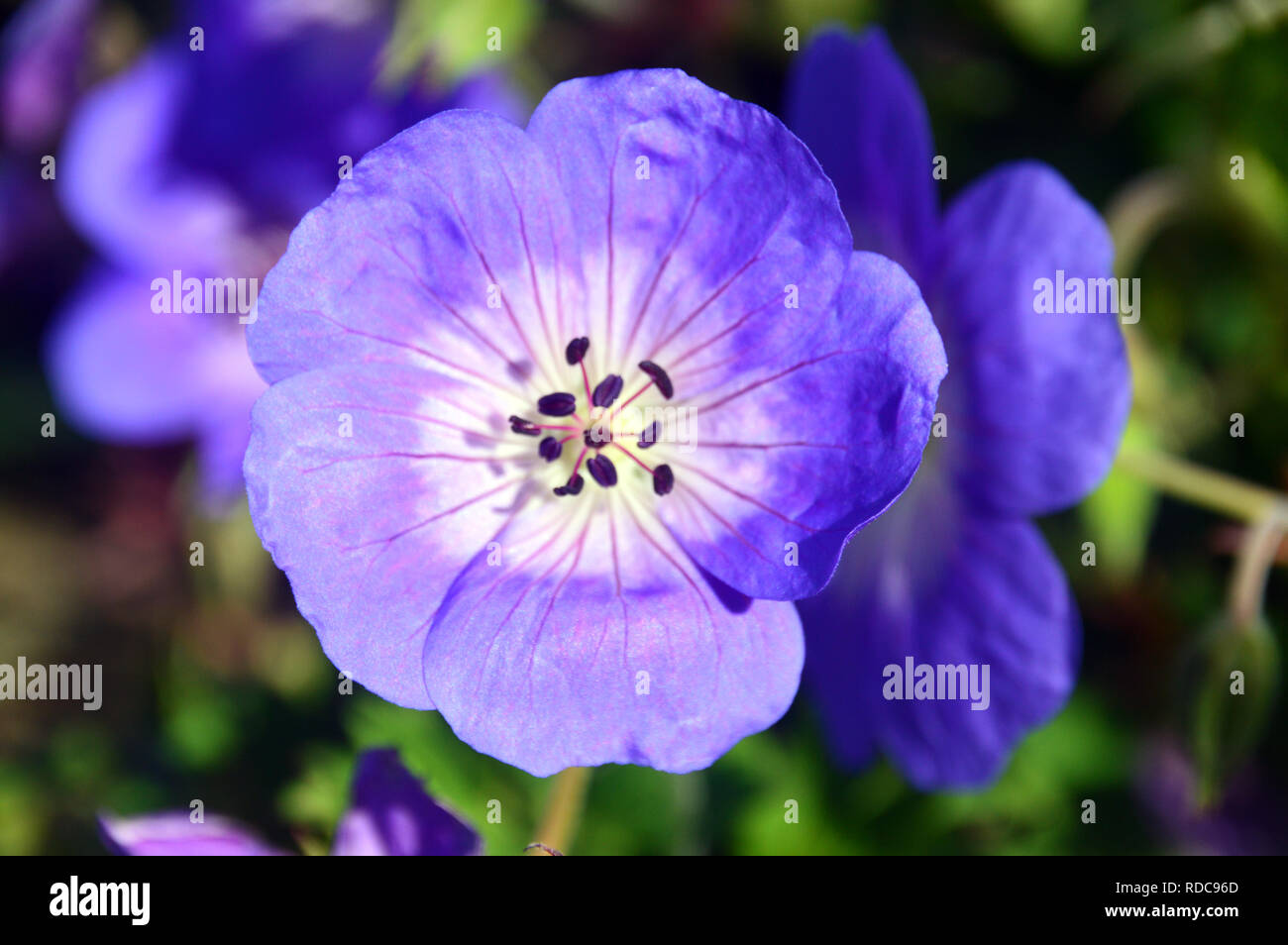A Single Light Blue Cranesbill Geranium Rozanne 'Gerwat' grown in the ...