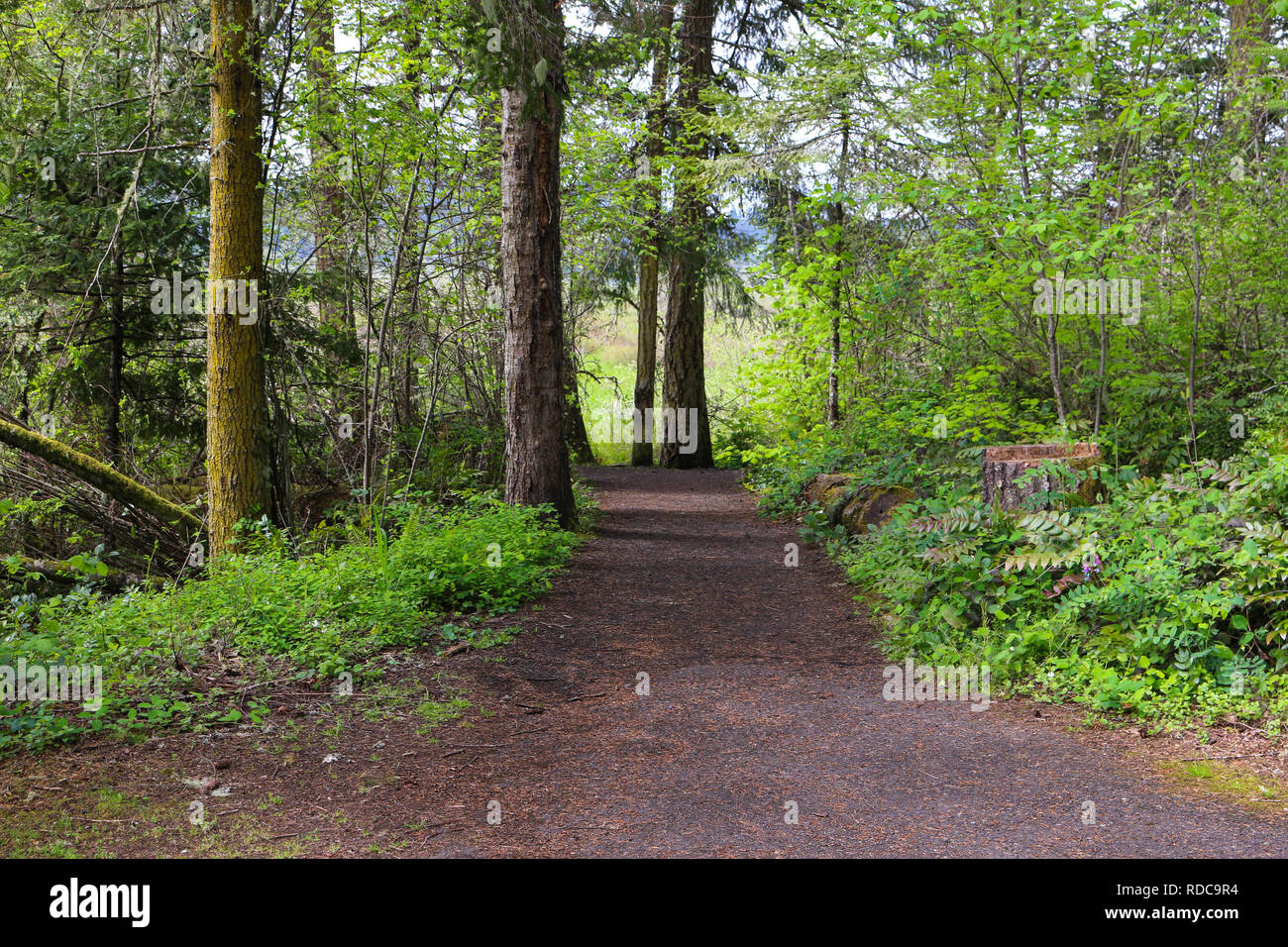 Hiking trail in Gifford Pinchot National Forest that leads to the Coldwater Lake trail for the Mount St Helens Observatory West Stock Photo
