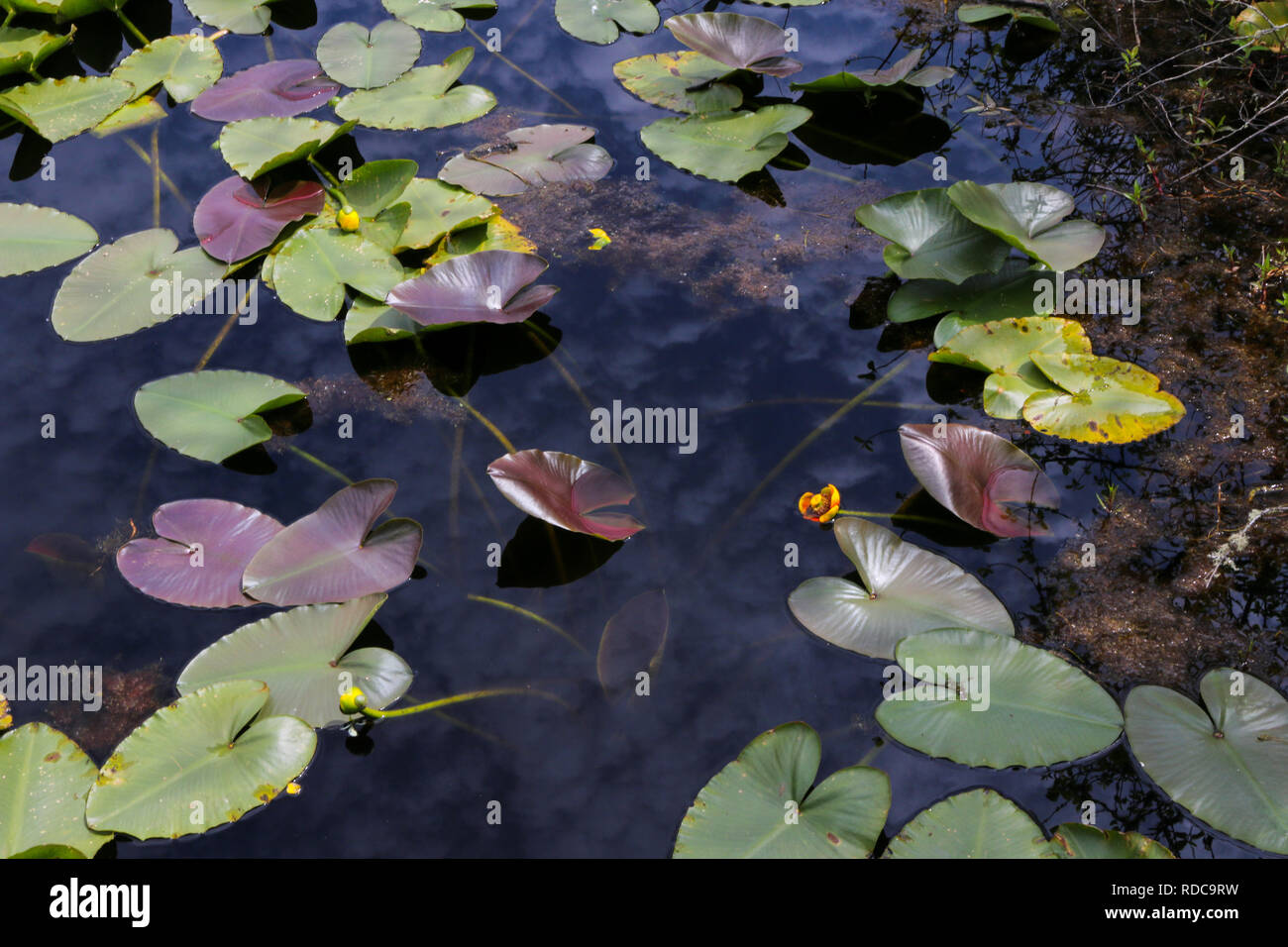 Water Lilly pads with yellow flowers in Coldwater Lake Stock Photo