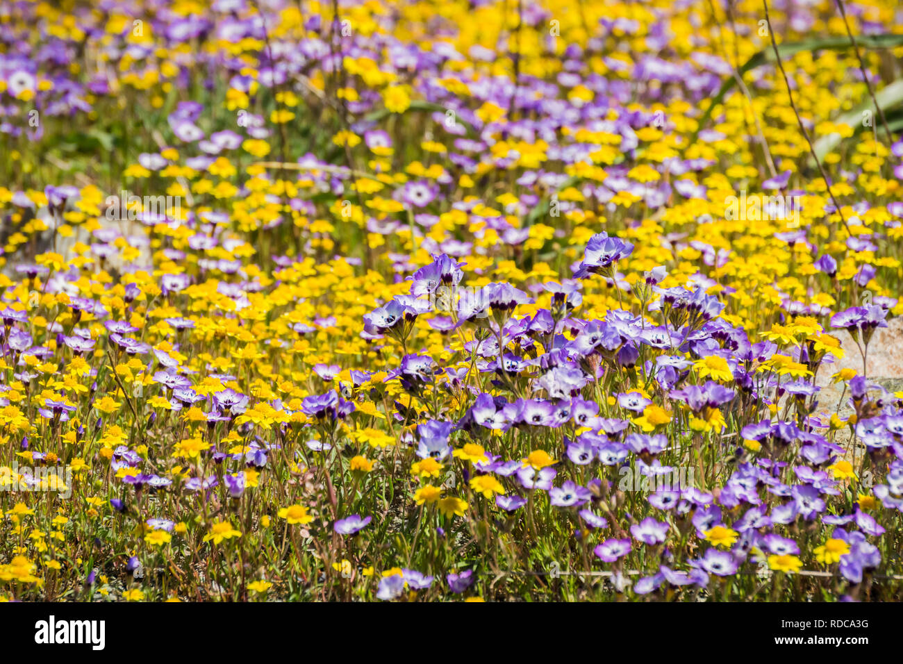 Goldfields and Gilia wildflowers blooming on a meadow, Henry W. Coe State Park, California Stock Photo
