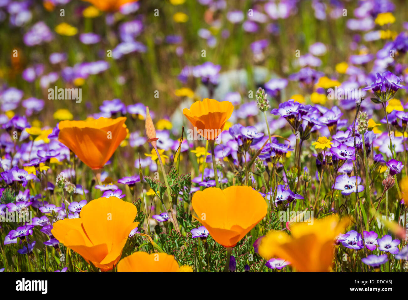California poppies blooming on a meadow, Goldfields and Gilia in the background,California Stock Photo
