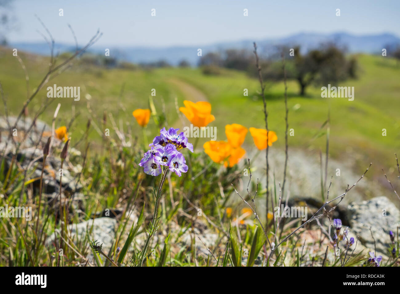 Close up of Gilia wildflowers, blurred poppies in the background, Henry W. Coe State Park, California; selective focus Stock Photo