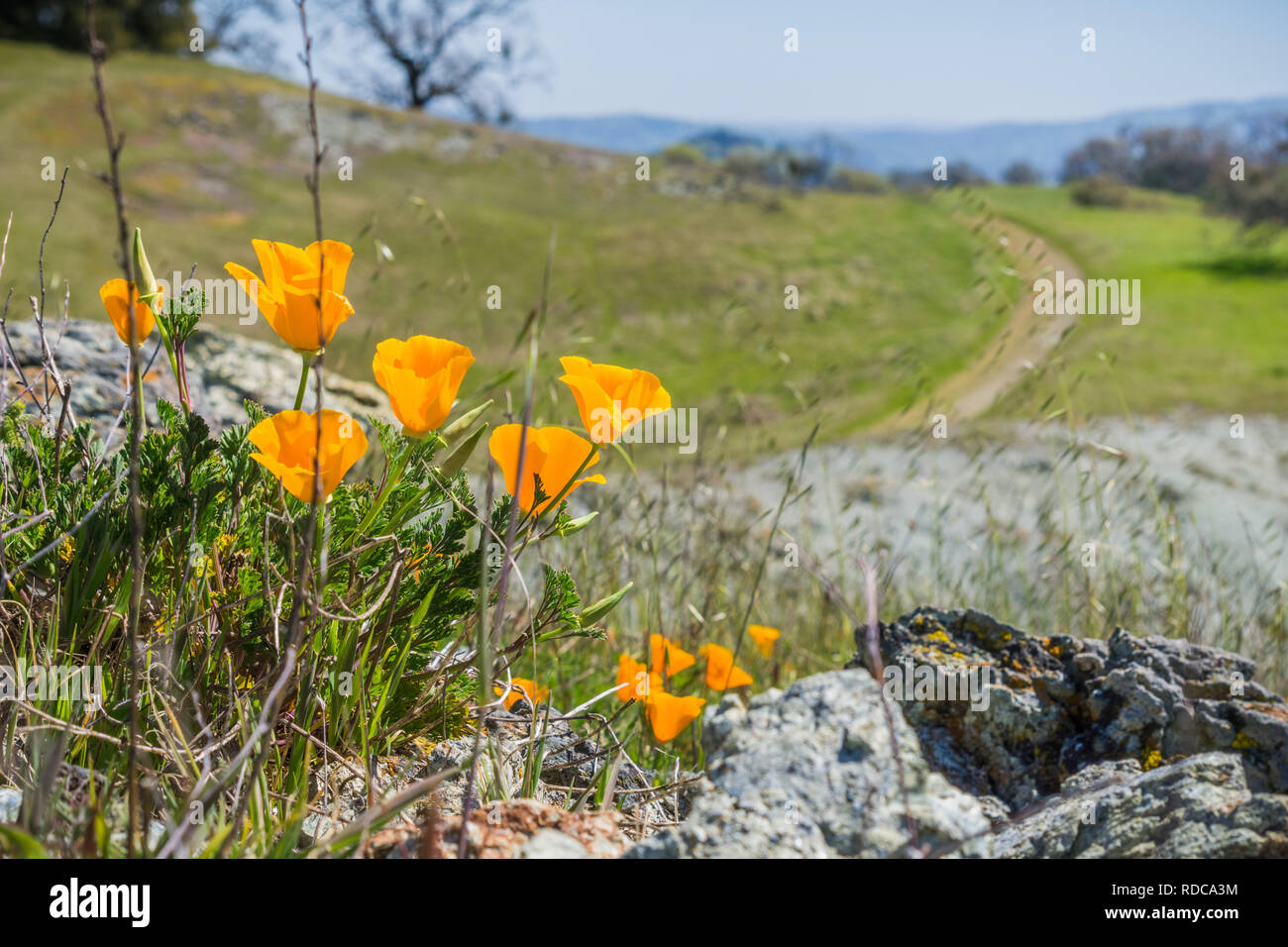 California Poppies (Eschscholzia californica) growing among rocks, blurred trail going uphill in the background, California; selective focus Stock Photo