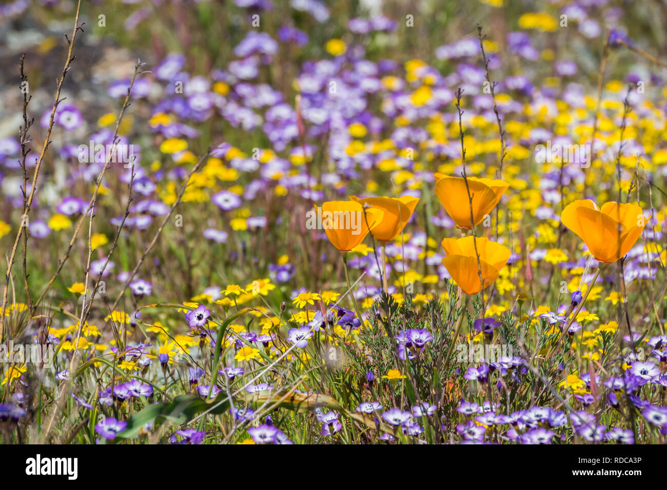 California poppies blooming on a meadow, Goldfields and Gilia in the background,California Stock Photo