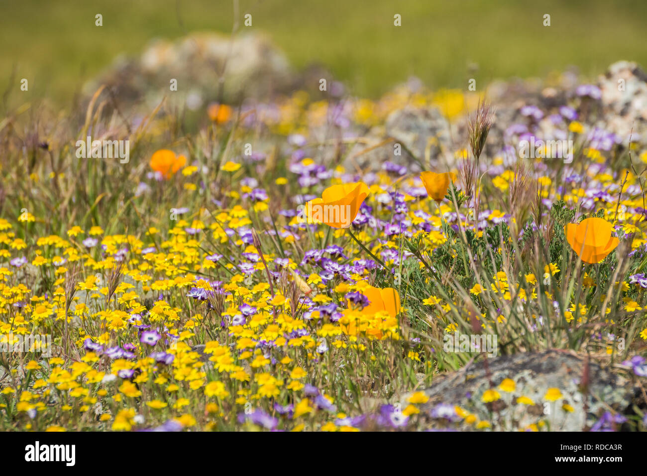 California poppies blooming on a meadow, Goldfields and Gilia in the background, Henry W. Coe State Park, California Stock Photo