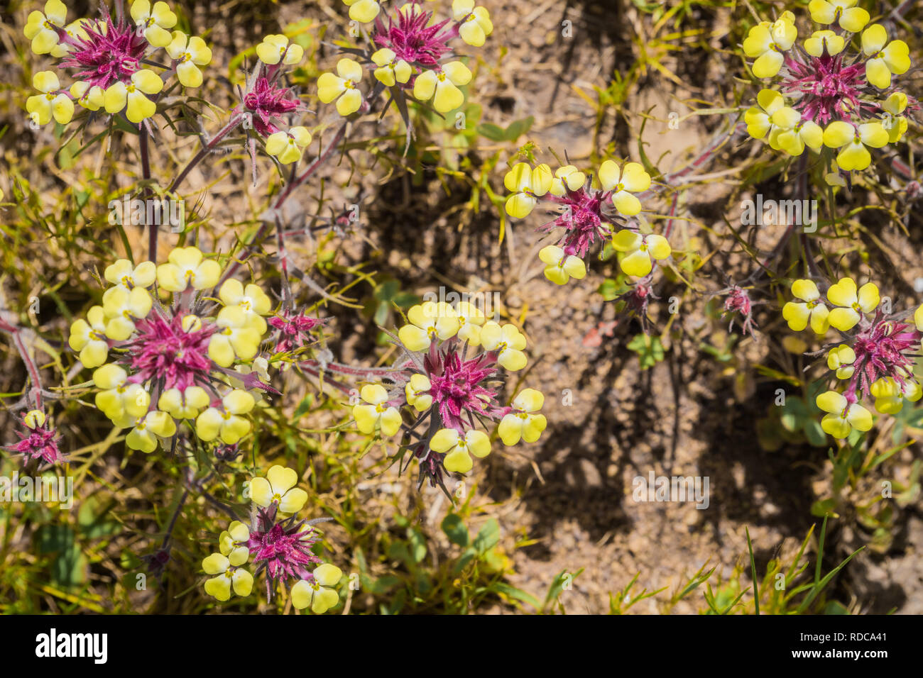 View from abovve of Butter'n'eggs (Triphysaria eriantha) wildflowers, California Stock Photo