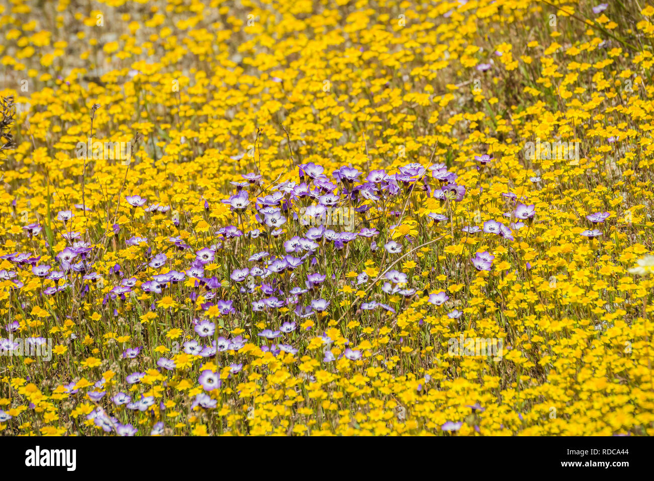 Gilia wildflowers blooming among goldfields, California Stock Photo