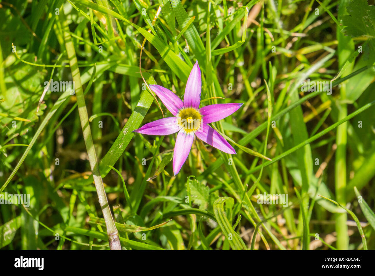 Rosy Sandcrocus (Romulea rosea), endemic in South Africa and naturalized in Europe, Australia, New Zealand and California in the United States; other  Stock Photo
