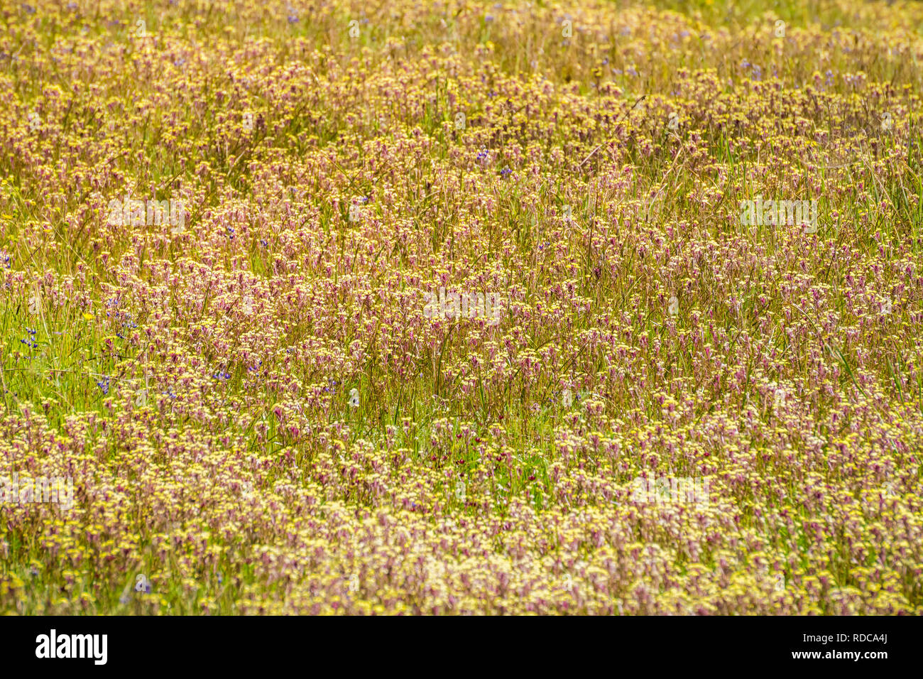 Field of Butter'n'eggs (Triphysaria eriantha) wildflowers, California Stock Photo