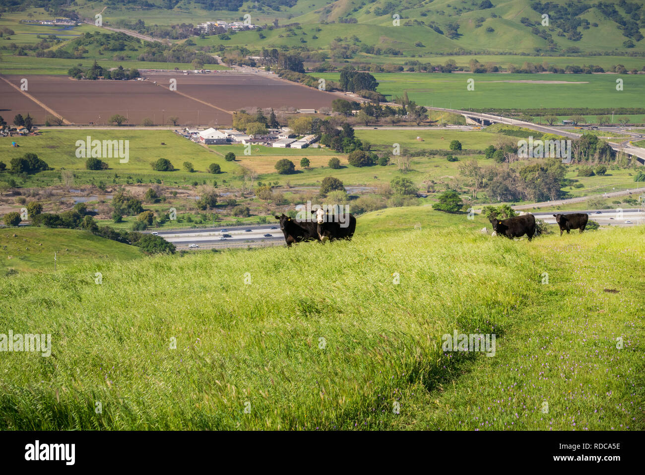 Pasture Hills Cows Field Grazing Landscape Cattle High Resolution Stock ...